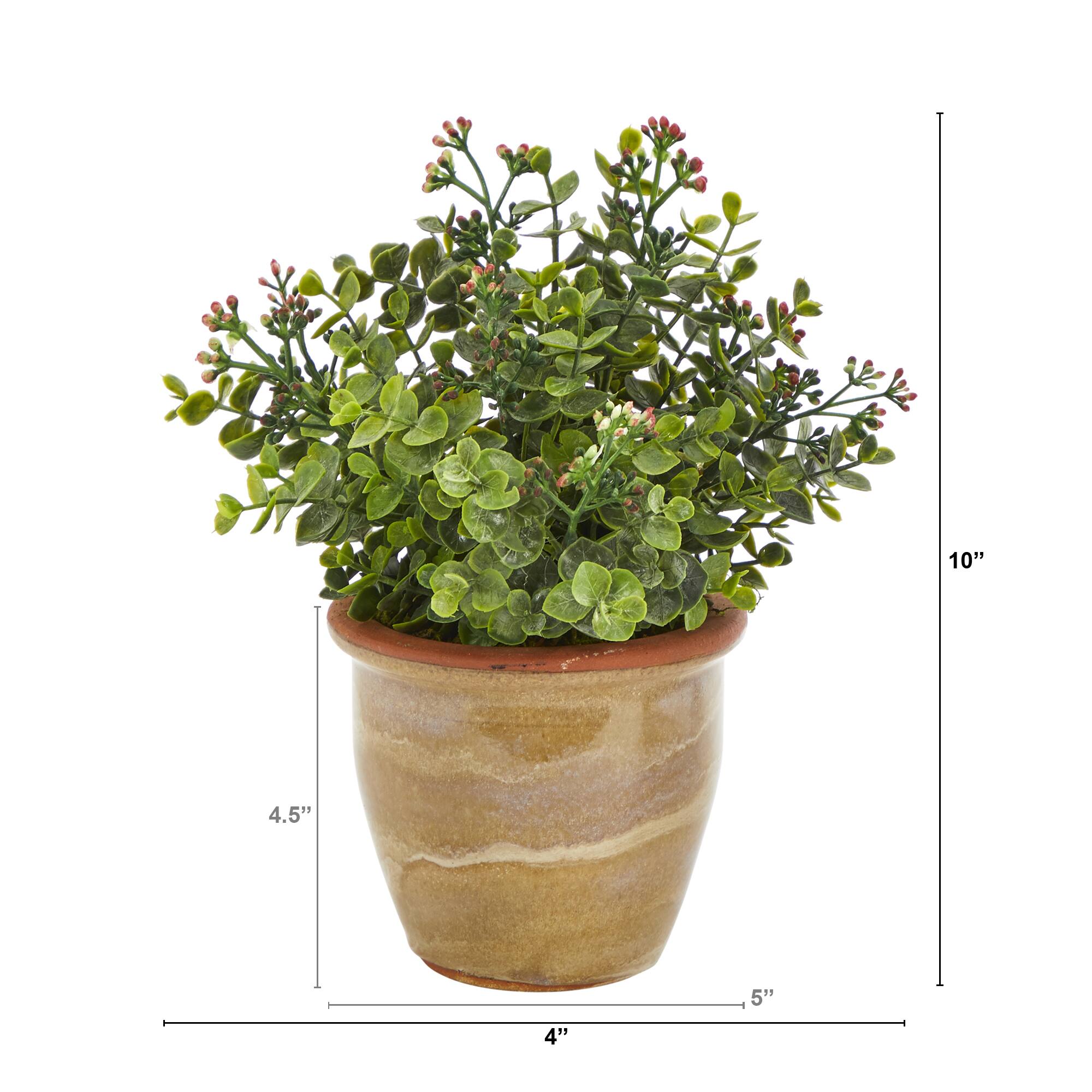 10" Eucalyptus & Sedum Succulent Plant in Ceramic Planter